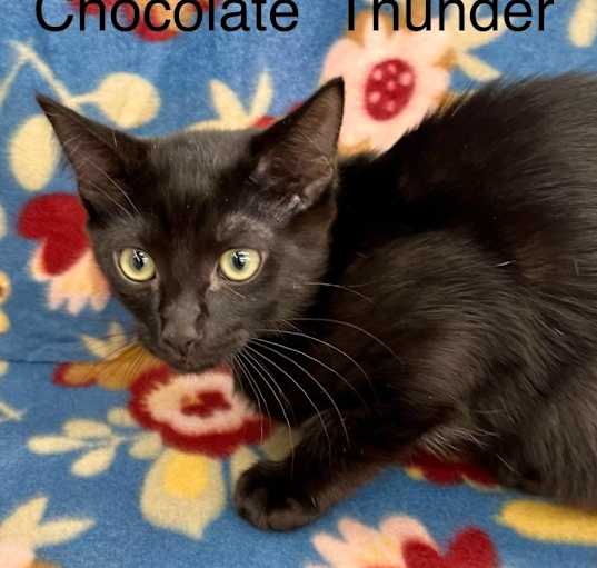 Photo of Chocolate Thunder