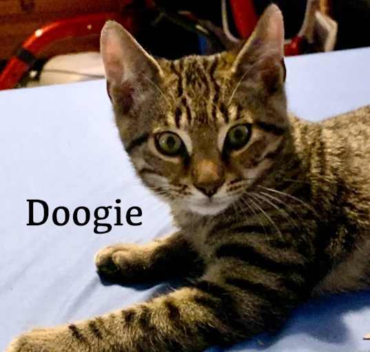 Photo of Doogie