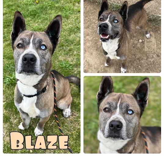 Photo of Blaze