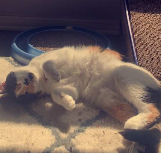 Photo of Gracie