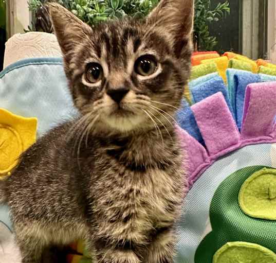 Photo of Brown Tabby Female & Male