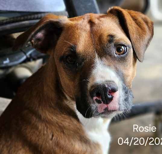 Photo of Rosie