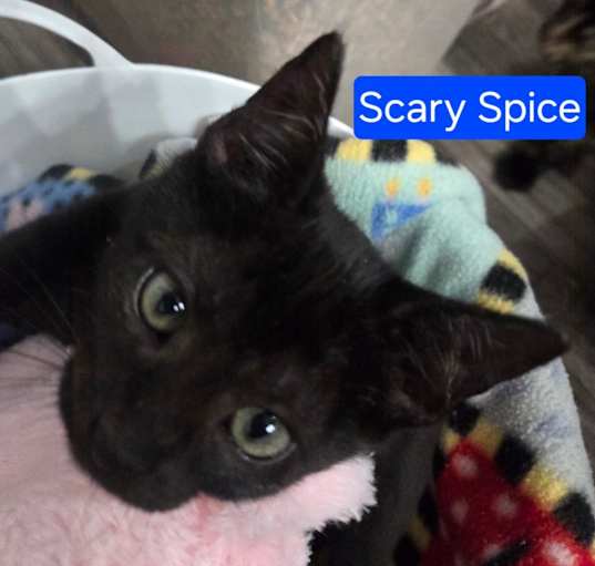 Photo of Scary Spice