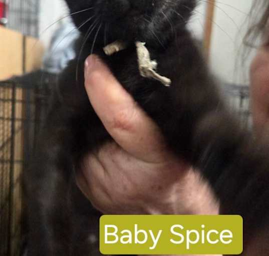 Photo of Baby Spice