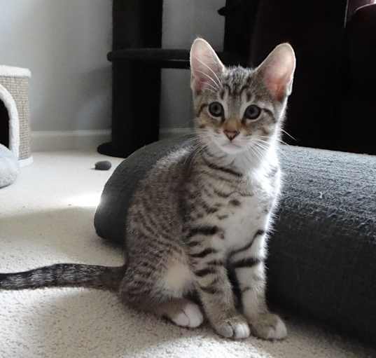 Photo of Comet