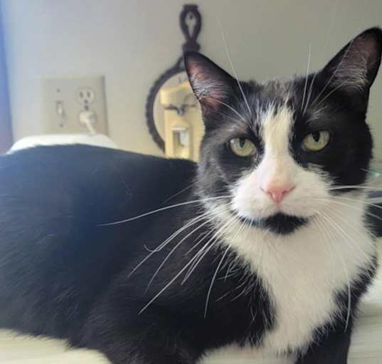 Photo of Archie * In Foster *
