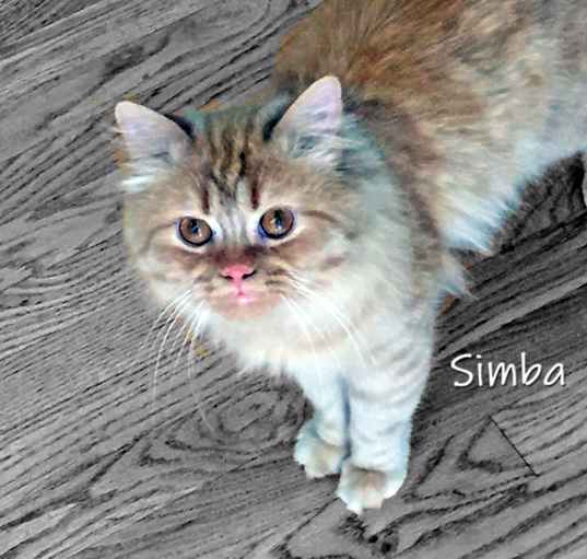 Photo of Simba