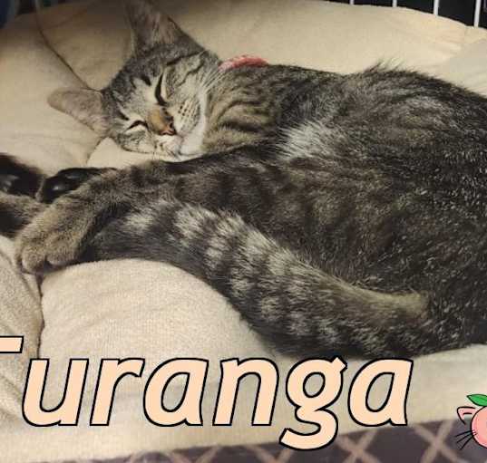 Photo of Turanga