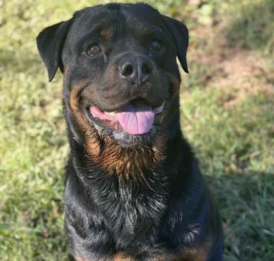 Photo of Rocky
