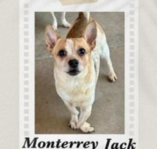 Photo of Monterrey jack