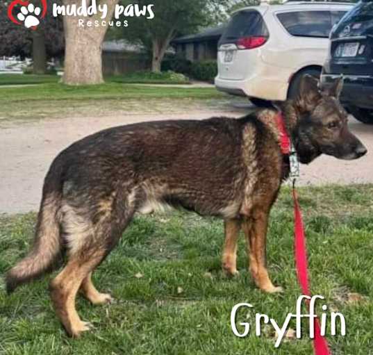 Photo of Gryffin  (Courtesy Post)