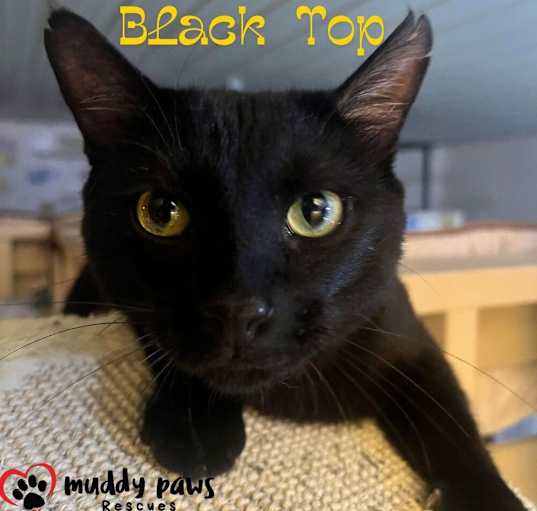 Photo of Black Top