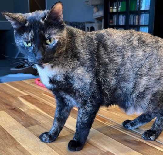 Photo of SWEET SUE