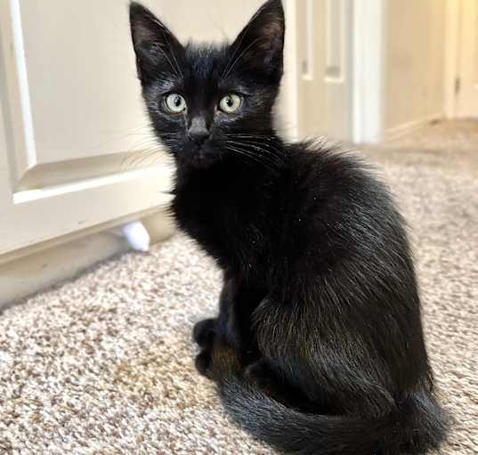 Photo of Mozzarella