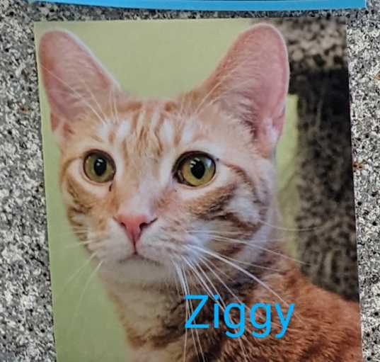 Photo of Ziggy