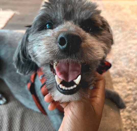 Photo of Tuxe (Harry, BooBai)