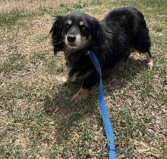 Photo of Blackie