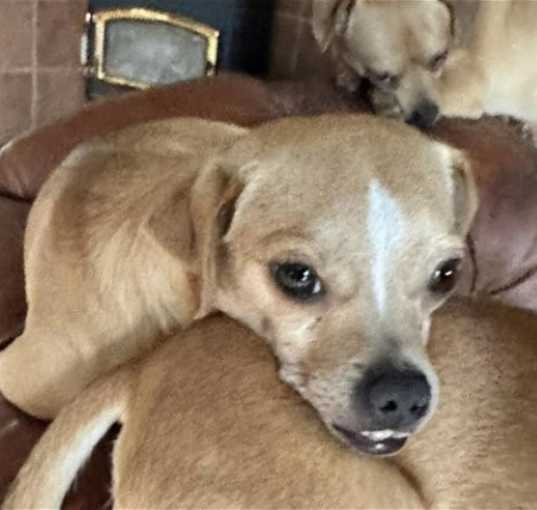 Photo of Spark ~ Foster To Adopt