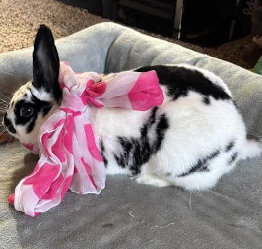 Photo of Valentine