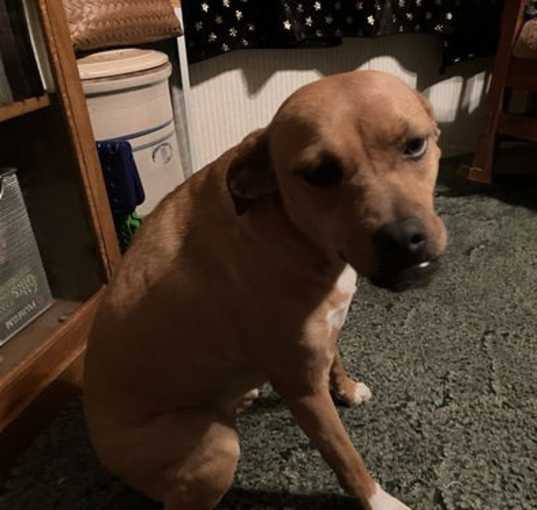 Photo of Lola