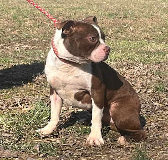 Photo of Bongo