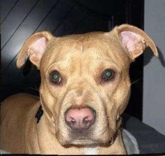 Photo of Brooklyn -“GOOD as GOLD” *URGT* NEEDS IMMED FOSTER