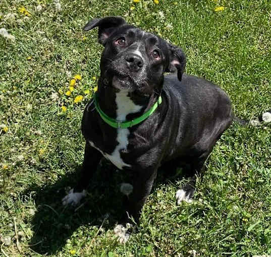 Photo of Chowder