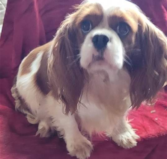 Photo of Blenheim Cavalier Female Adult