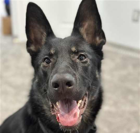 Photo of PRIMA (COURTESY POST)