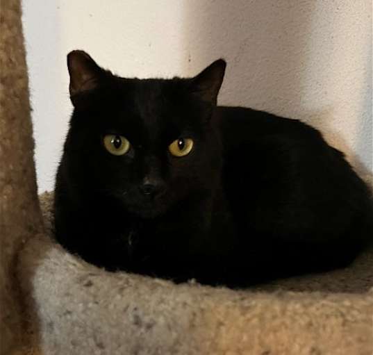 Photo of Barn Cat?—Shadow Fax
