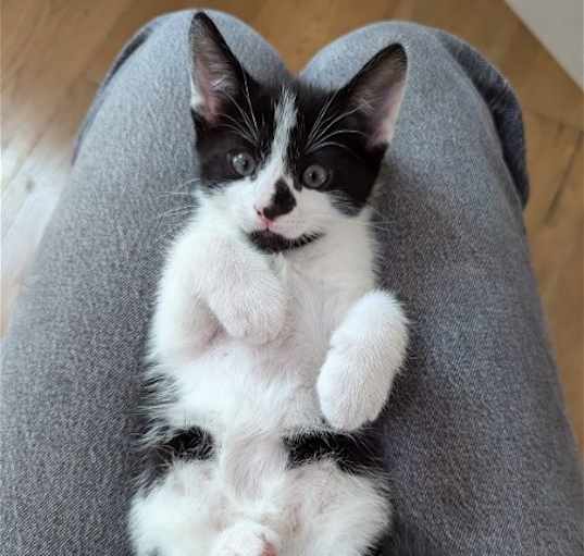 Photo of Oreo