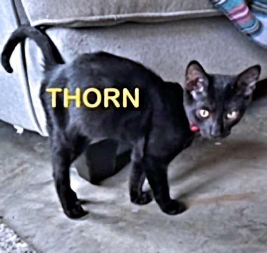 Photo of Thorn