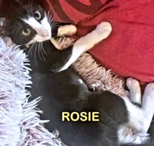 Photo of Rosie