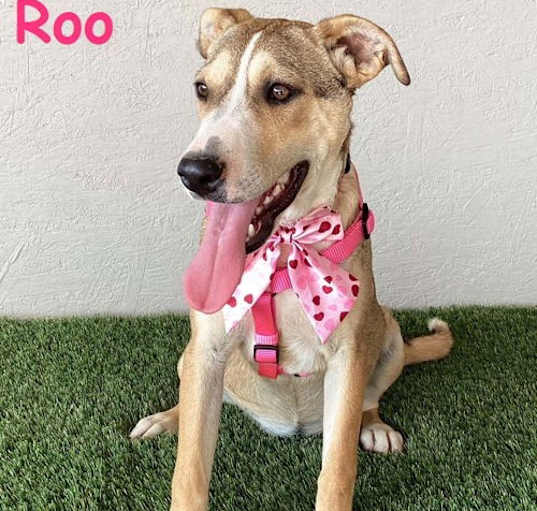 Photo of Roo