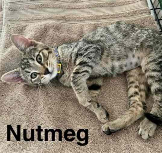 Photo of Nutmeg (bonded with Curalalia)