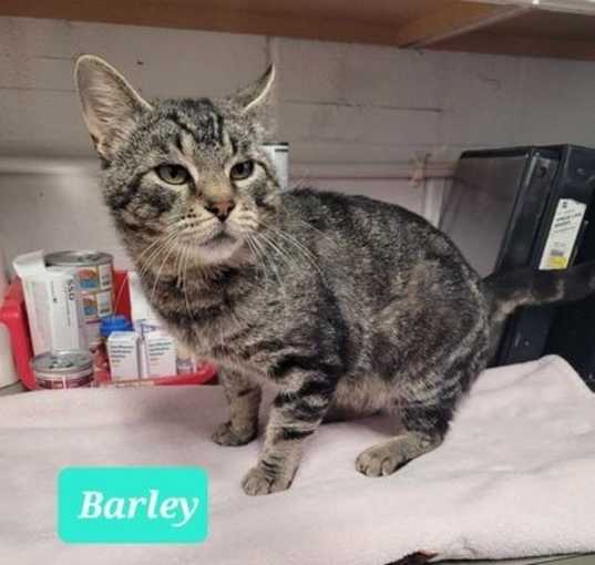 Photo of Barley