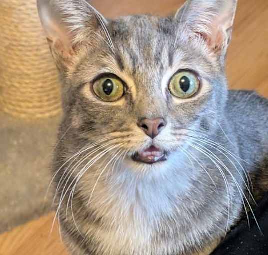 Photo of NICKEL
