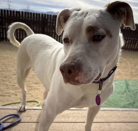 Photo of Stella