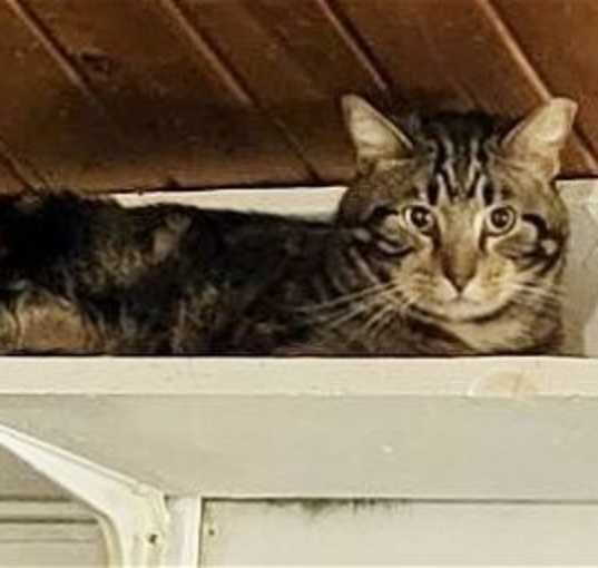 Photo of Wallace