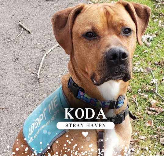 Photo of Koda