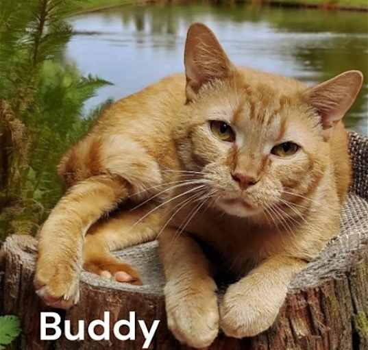 Photo of Buddy