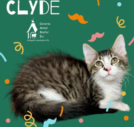 Photo of Clyde