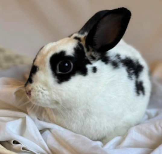 Photo of Usagi
