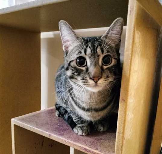 Photo of Fancy