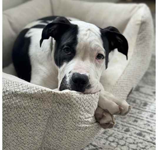 Photo of NASH (COURTESY POST)