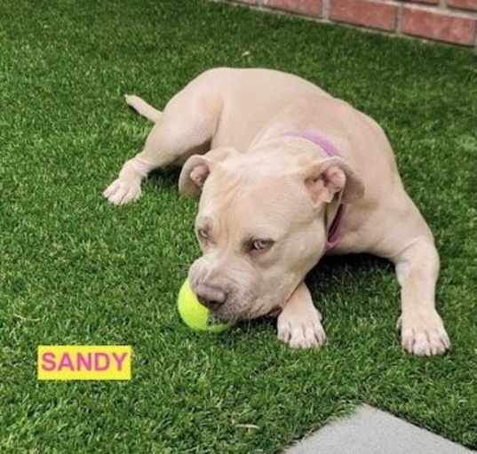 Photo of SANDY