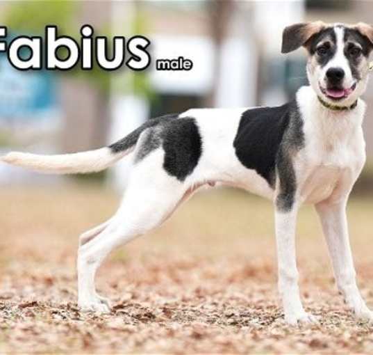 Photo of Fabius from Taiwan