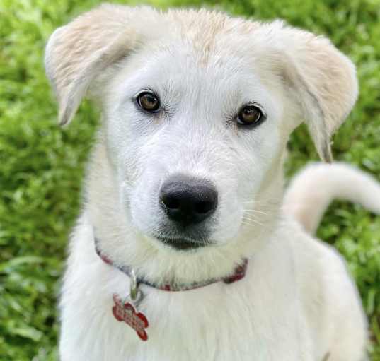 Photo of Navy Wigglebutt