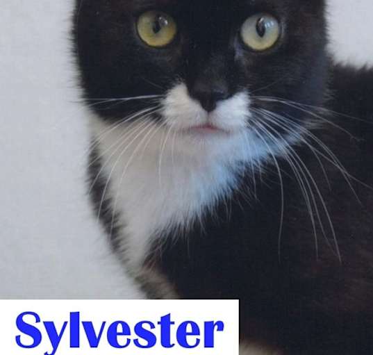 Photo of Sylvester