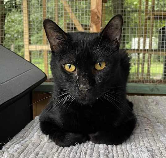Photo of Nala